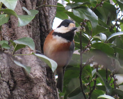 �~�̌㔼�͂��܂茩�Ȃ��������}�K��