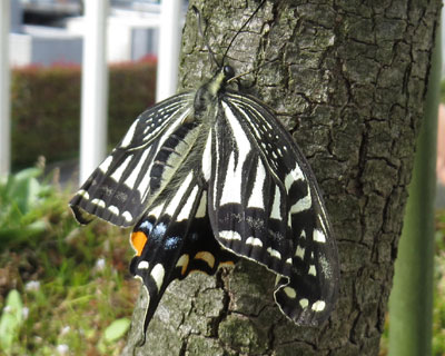 �H���Ɏ��s���ė����Ă��A�Q�n