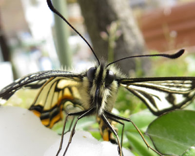 �����ɂ͏�����