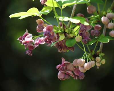 �A�P�r�̉�