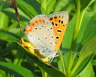 �t�̃x�j�V�W�~�͂��킢��