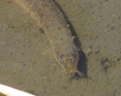 �J�����ڐ��̃h�W���E