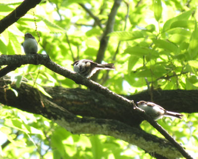 �G�i�K�̌Z��