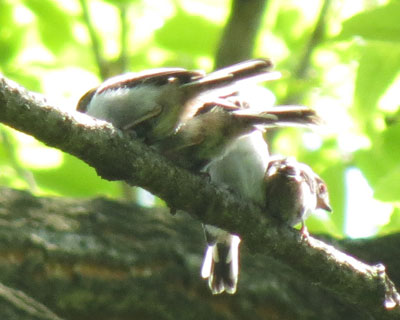 �S�H�ł�������