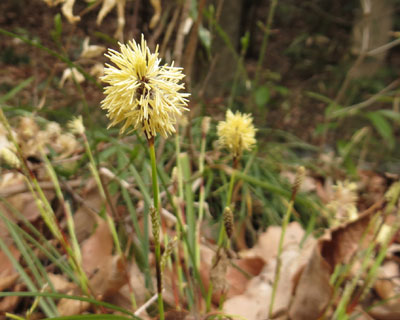 �q���J���X�Q���Č����炵��