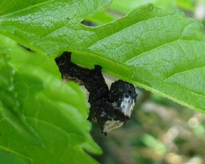 �I�J���g�g�Q�G�_�V���N�ۂ�