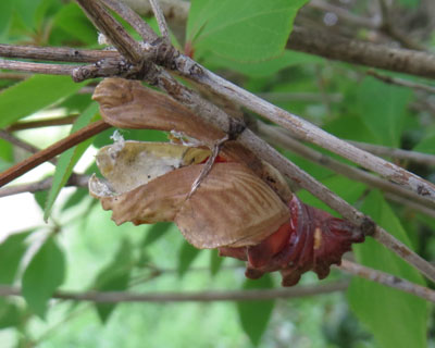 ��������o�Ă���