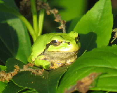 �A�}�K�G���̋G��