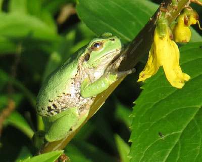 �����Q���Q���ł���