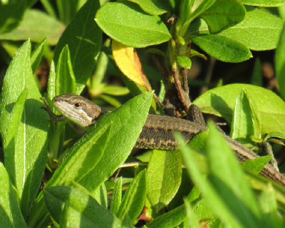 �����������J�i�w�r