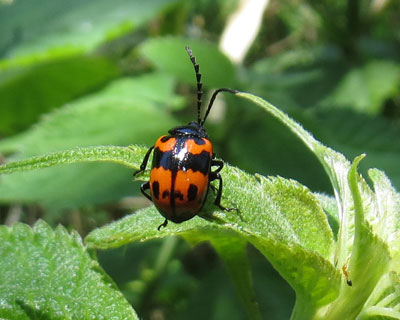 �c���e�J�b��