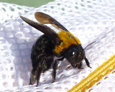 ����l�b�g�ɂ����܂ꂽ�N�}�o�`