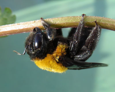 �����ē����Ȃ�