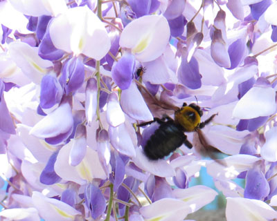 ���Ă̓��b�z�[�ȃN�}�o�`