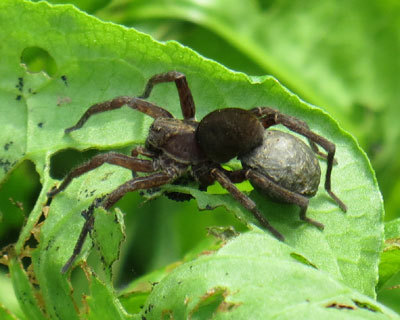 �Ђ����Ԃ�ɃN��������