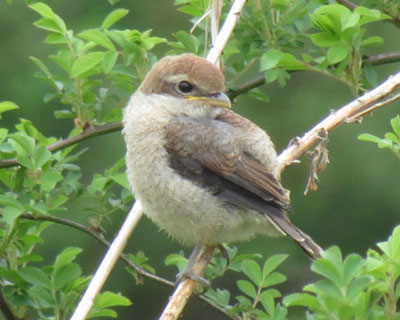 �Ղ�����q���Y