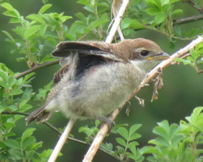 �����΂����Ă��藎����