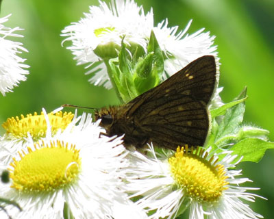 �R�`���o�l�Z�Z���ۂ�