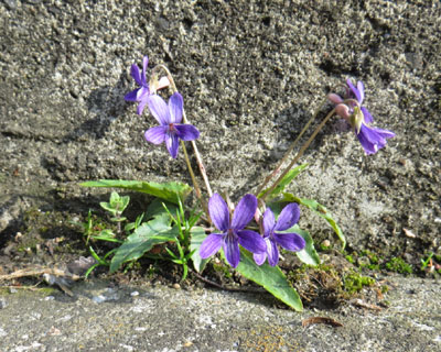 ���N�����̑O�ɍ炭�����X�~��