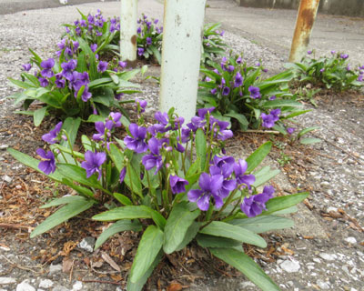 �����ɂ�������炭�Ǎ����X�~��