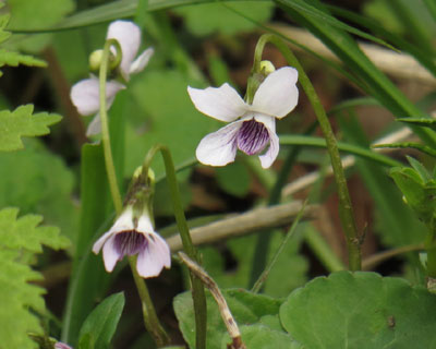 �}���o�X�~��