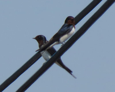 �ׂ̃c�o�����A���Ă���