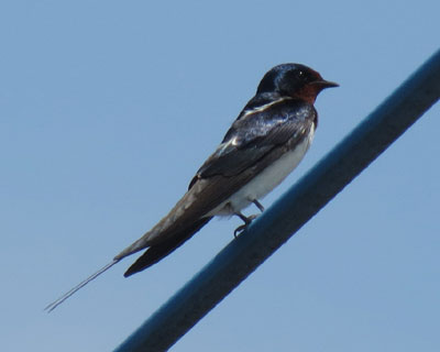 �����ɂ����Ăق���