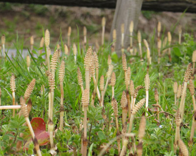 �c�N�V�Q��