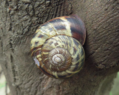 �傫�ȃJ�^�c����