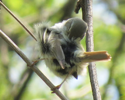 �Ȃ����z�P�L�����͂����H�U��