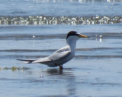 �R�A�W�T�V�͓��f�J��