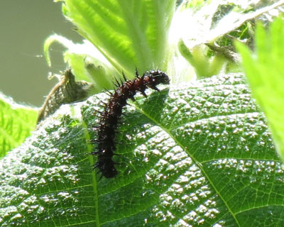 �Ƃ��쐬���̃A�J�^�e�n