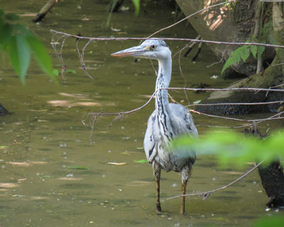 �ŋ߂��Ԃ����̃A�I�T�M