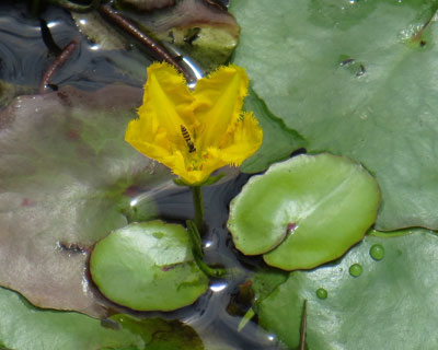 �A�T�U�ƃA�u