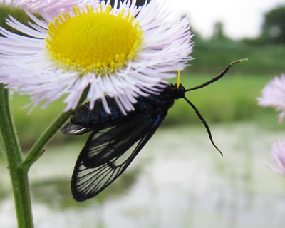 �������u�h�E�X�J�V�N���o