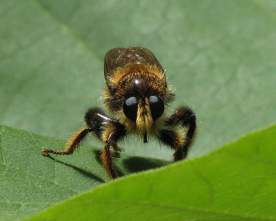 �������̓`���C���I�I�C�V�A�u����