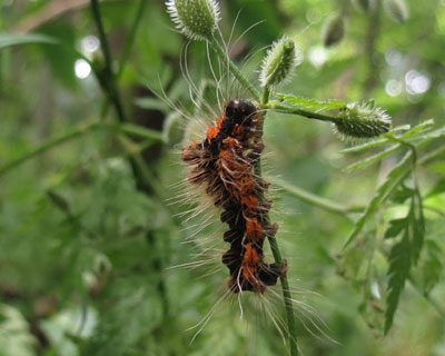 ���N���h�N�K�̋G��