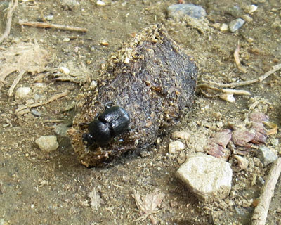 ���R��]�����Ă��b��