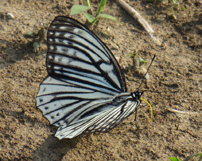 ���˂ɉ��F���X�g���[