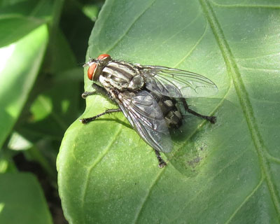 �u�����R���h���o�G����