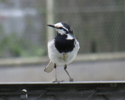 �p���n�N�Z�L���C