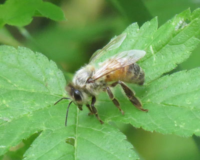 �F���ӂ�ӂ�̃`�r�ł��킢���n�`