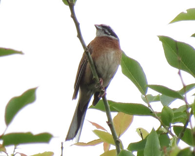 ���f�����ȃz�I�W��