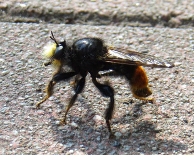 �I�I�C�V�A�u�͌`����