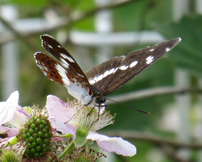 �C�`�����W�`���E�͗������ꂢ