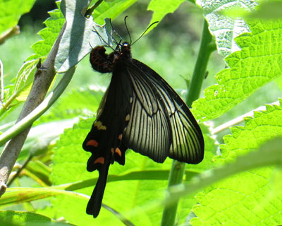 �W���R�E�A�Q�n�Y����