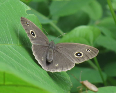 �Ȃɂ��̃W���m��