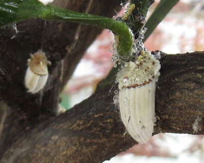 ���B���̃C�Z���A�J�C�K�����V