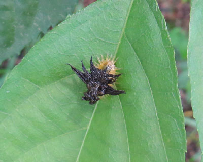 �J���m�R�n���V�n�̗c���݂���