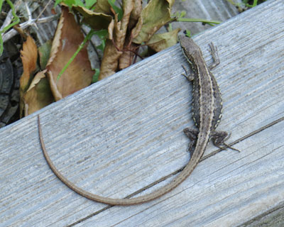 ���������J�i�w�r